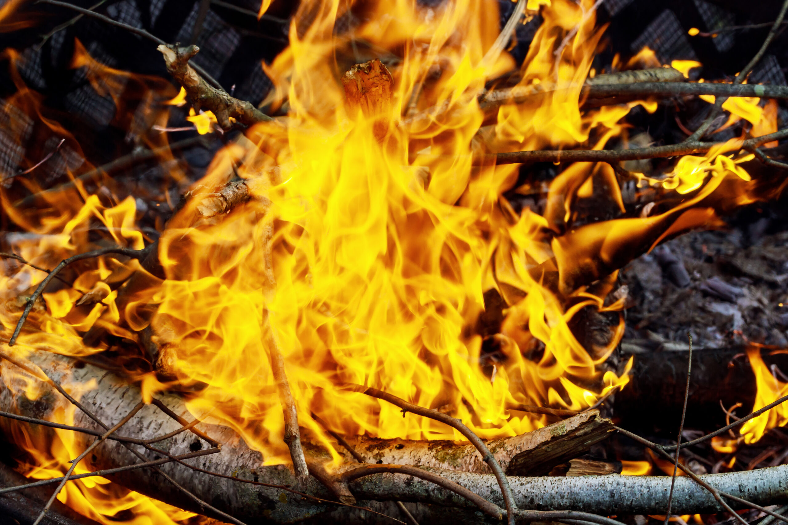 burning of thin dry grass during incendiary fire, close-up fire dry grass burning branches forest burns